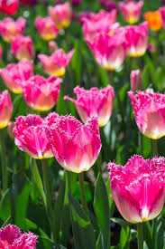 Get more photo about home decor related with by looking at photos gallery at the bottom of this page. 30 Pretty Flower Images Best Types Of Flowers For Your Garden