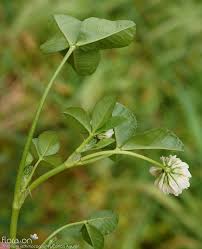 Image result for Trifolium isthmocarpum