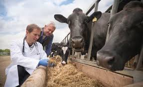 Becoming A Large Animal Veterinarian Large Animal Vet Pet Vet Large Animals