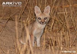 Pale Fox Videos Photos And Facts Vulpes Pallida Arkive Pet Fox Fox Species Endangered Animals