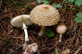 Image result for Leptactina papyrophloea