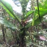 Image result for Anthocleista vogelii