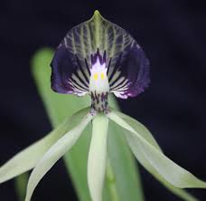 Image result for Bulbophyllum cochleatum