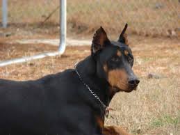 Doberman pinscher puppies have smooth, short coats, which do not shed a lot. Akc Doberman Puppies For Sale Ready Now For Sale In Rockingham North Carolina Classified Hoodbiz Org