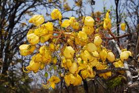 Image result for Cassia abbreviata