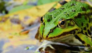 Beyond the myriad of bugs that want to turn your garden into their private dinner table, there are many other pests to consider. Animals And Insects That Help Control Garden Pests One Green Planet