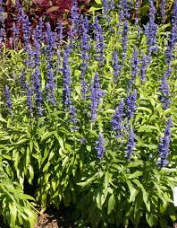 Blue flower pot 10 pcs imitation plastic resin wooden barrel with tray, top diameter: Annual Flowers From The King S Gardens