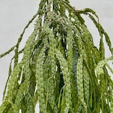 Image result for Huperzia bampsiana