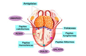 Image result for Taste Dysfunction