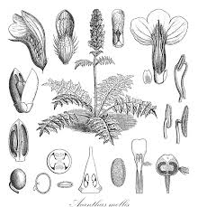 Image result for Mellera lobulata