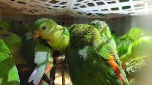 Cara membuat lem burung dari lem tikus.segera setelah tikus bebas angkat perangkap dari wadah. Cara Pemburu Burung Kicau Menjerat Buruannya Di Hutan Sumatera Hukum Majalah Tempo Co