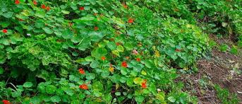 Placement & cultivation easy to grow nasturtiums are a delight of summer and fall, for they require so little care and few soil inputs. Tropaeolum Species Mastuerzo Garden Nasturtium Indian Cress Monks Cress Tropaeolum Majus