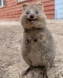 Suzana Paravac On Instagram This Quokka Wants You To Be Happy Look It S Even Smiling At You Quokka Cute Australian Animals Quokka Animal Cute Animals