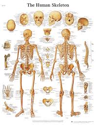 Anatomical Chart Human Skeleton Laminated