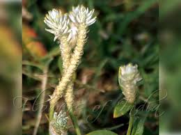 Image result for Gomphrena celosioides