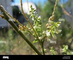Image result for Crotalaria platysepala