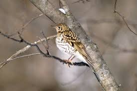 Image result for トラツグミ