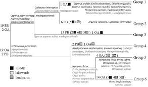 Image result for Pycreus mundtii