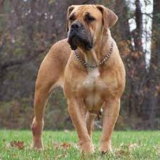 Boerboel Information Pictures Description Grooming Appearance Health And Histor African Boerboel South African Boerboel South African Mastiff
