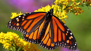 Green and black butterfly png pngbarn. Monarch Butterfly Wallpapers Top Free Monarch Butterfly Backgrounds Wallpaperaccess