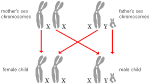 A female can carry colorblindness and in other words, the y chromosome may contain the information to create testes and other male organs, etc there are traits on that x that have no matching traits to oppose them. Biological Basis Of Heredity Sex Linked Genes