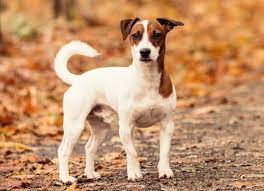 Jackabee All You Need To Know About The Jack Russel Beagle Mix K9 Web