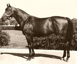 1948 Kentucky Derby Triple Crown Winner Citation Horses Thoroughbred Horse Thoroughbred Horse Racing
