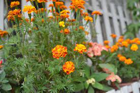 pin by a m b e r 水水on 花flower plants