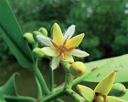 Image result for Rhizophora mucronata