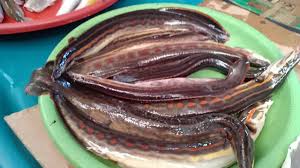 Like share comment and subscribe Ikan Sanggang Rajanya Ikan Tawes Ikan Lampam 34 Youtube