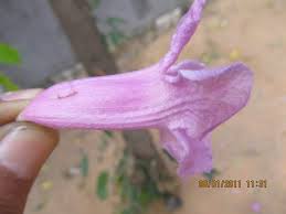 Image result for Handroanthus sp. near impetiginosus