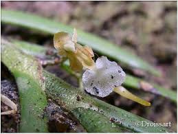 Image result for Nephrangis