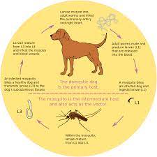How To Keep Your Dog Safe From Mosquitoes Without Using Harmful Chemicals Heartworm Disease Heartworm Prevention Heartworm