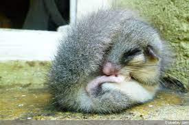 Ein umsiedeln ist immer ein balanceakt, denn nicht alle siebenschläfer überleben an dem standort, den sie aussuchen. Siebenschlafer Vertreiben So Fangen Sie Das Tier Im Haus Hausgarten Net