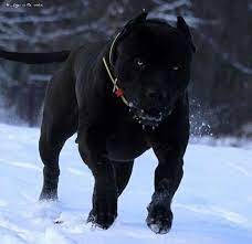 ***due to the high demand for our pups customers have the option to preorder a pup to guarantee their spot on a particular litter, or can wait to see if any might be available after the time of birth. Prague Pitbull Puppies For Sale