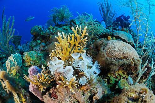 What is Marine Biology? | AMNH