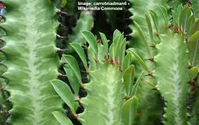 The desert is a difficult place to be a plant because of the dry, hot air. Euphorbia Trigona Caring For African Milk Tree Euphorbia Cactus