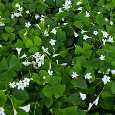 Image result for Oxalis procumbens