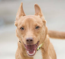 Hours may change under current circumstances Adopt A Pet Dogs And Cats Available At Oakland Or Dublin Spca