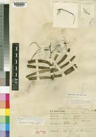 Image result for Ypsilopus erectus