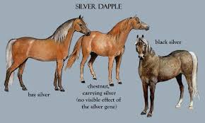 Silver Dapple Morgan Horses Silver Sometimes Called