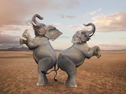 Afbeeldingsresultaat voor pairs of elefants