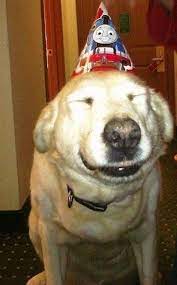 They Ll Wear A Dorky Birthday Hat Because They Know It Makes You Happy Happy Birthday Dog Birthday Dogs Silly Dogs