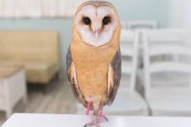 pin oleh kensington di barn owls