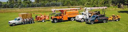 A public health official anywhere in the world. Tree Stump Removal Erie Pa Tree Trimming