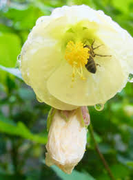 Image result for Aster milanjianus