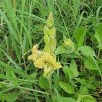 Image result for Asystasia guttata