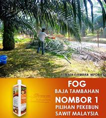 Adakah anda mencari baja kelapa sawit yang mudah, murah dan berkesan? Kawasan Betul Tabur Baja Baja Sawit