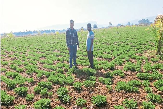 Chhattisgarh News: ऑयल पाम के साथ मूंगफली की खेती से बदली किसान की किस्मत, 2.20 हेक्टेयर में कमाए लाखो रुपये, अब बन रहे मिसाल | Cultivating Groundnuts Alongside Oil Palm ...