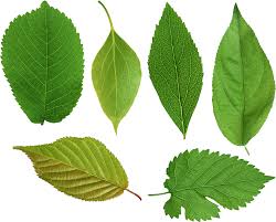 Leaves is how most people pronounce it and that is the officially accepted correct spelling, according to most sources. Find Hd Free Leaf Leaves Reference Download It Free For Personal Use Pictures Of Leaves Green Leaves Leaves
